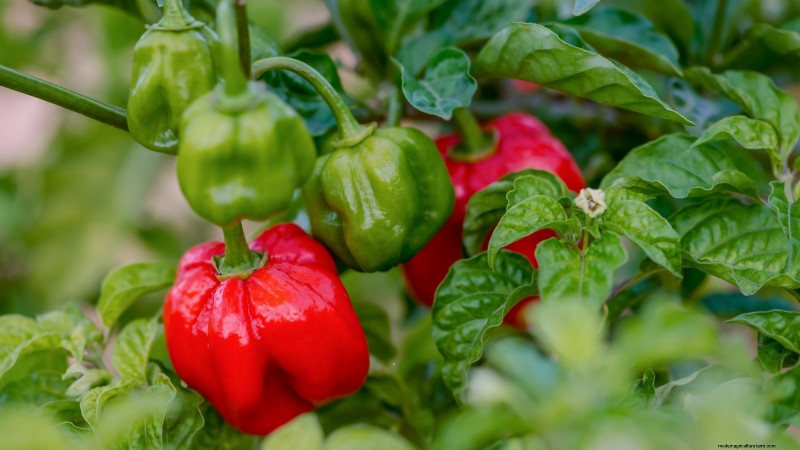 Plant the World’s Hottest Peppers: 9 Scoville‑Record‑Breaking Varieties to Grow This Season