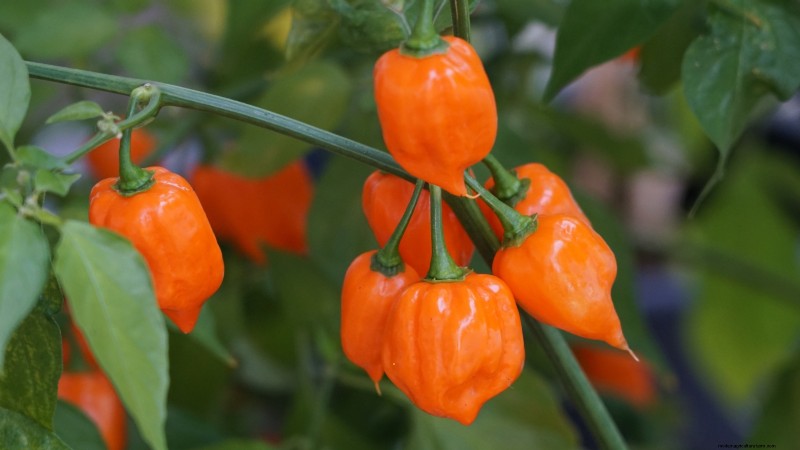 Plant the World’s Hottest Peppers: 9 Scoville‑Record‑Breaking Varieties to Grow This Season