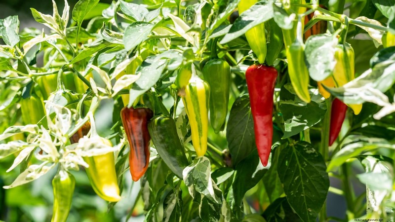 Plant the World’s Hottest Peppers: 9 Scoville‑Record‑Breaking Varieties to Grow This Season