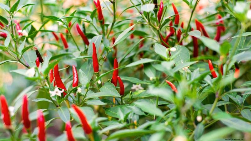 Plant the World’s Hottest Peppers: 9 Scoville‑Record‑Breaking Varieties to Grow This Season