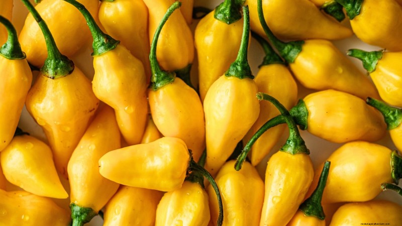Plant the World’s Hottest Peppers: 9 Scoville‑Record‑Breaking Varieties to Grow This Season
