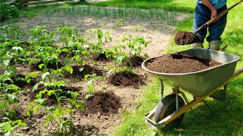 Five Key Indicators That Signal It’s Time to Hill Your Potatoes
