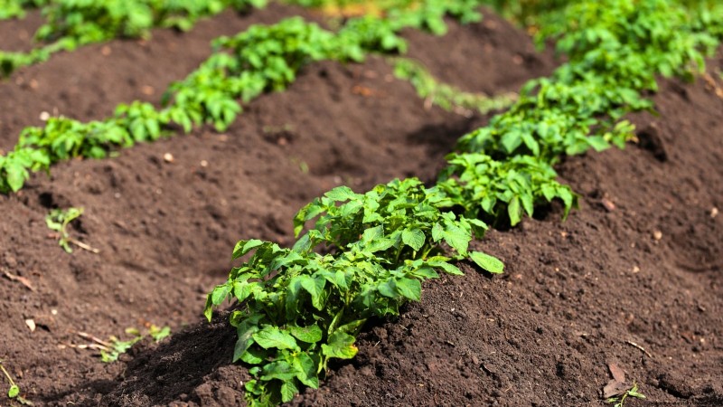 Five Key Indicators That Signal It’s Time to Hill Your Potatoes
