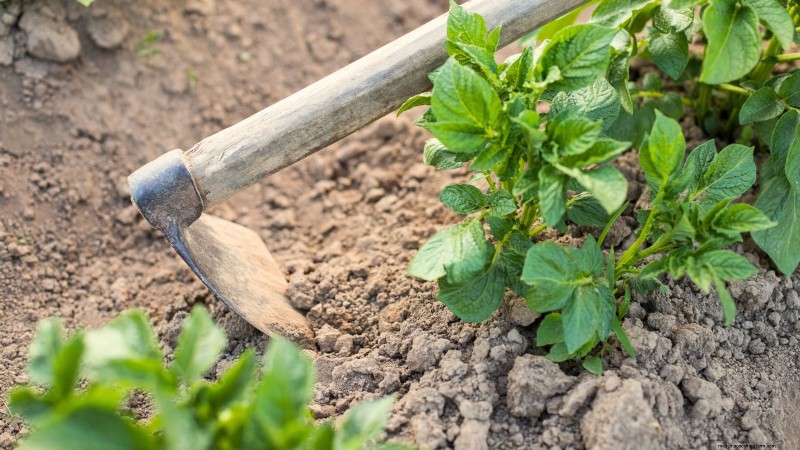 Five Key Indicators That Signal It’s Time to Hill Your Potatoes
