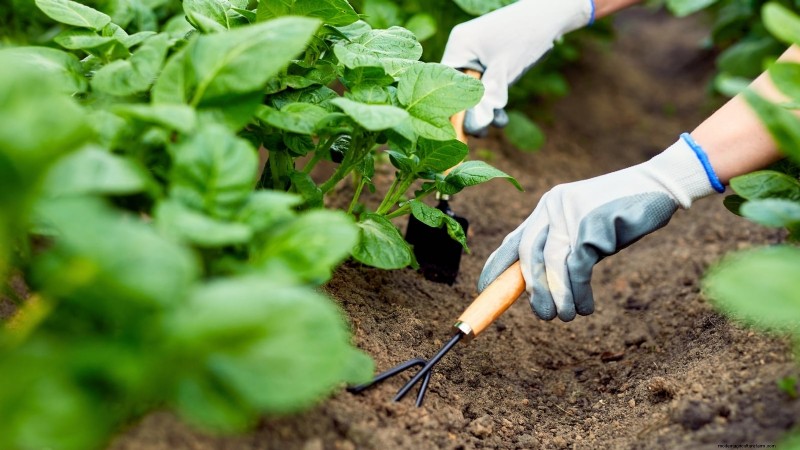 Five Key Indicators That Signal It’s Time to Hill Your Potatoes