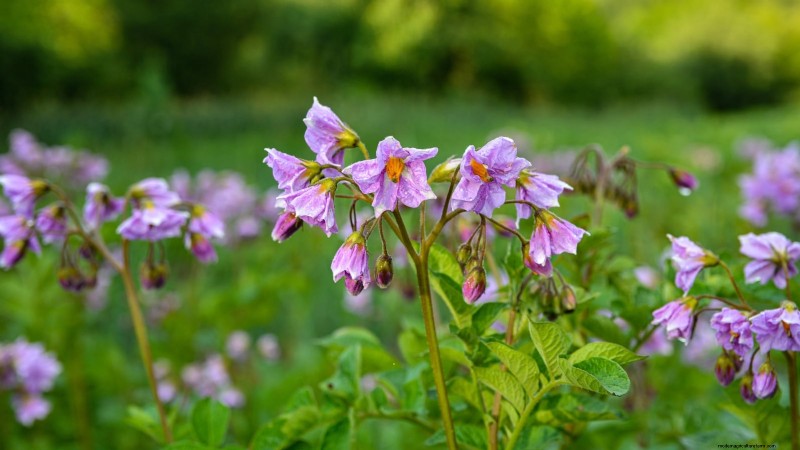Five Key Indicators That Signal It’s Time to Hill Your Potatoes