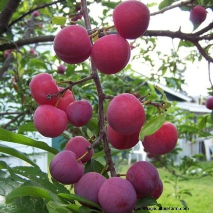 Professional Guide: Thinning Plum Trees in Five Simple Steps