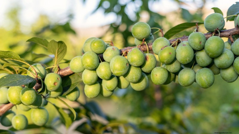 Professional Guide: Thinning Plum Trees in Five Simple Steps