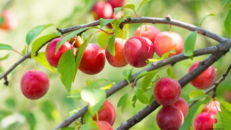 Professional Guide: Thinning Plum Trees in Five Simple Steps