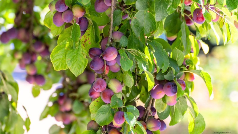 Professional Guide: Thinning Plum Trees in Five Simple Steps