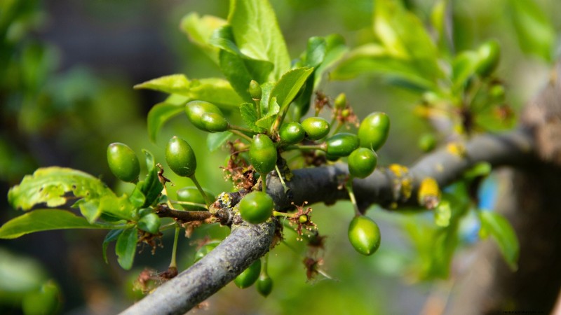 Professional Guide: Thinning Plum Trees in Five Simple Steps