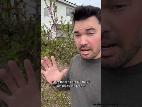 Professional Guide: Thinning Plum Trees in Five Simple Steps