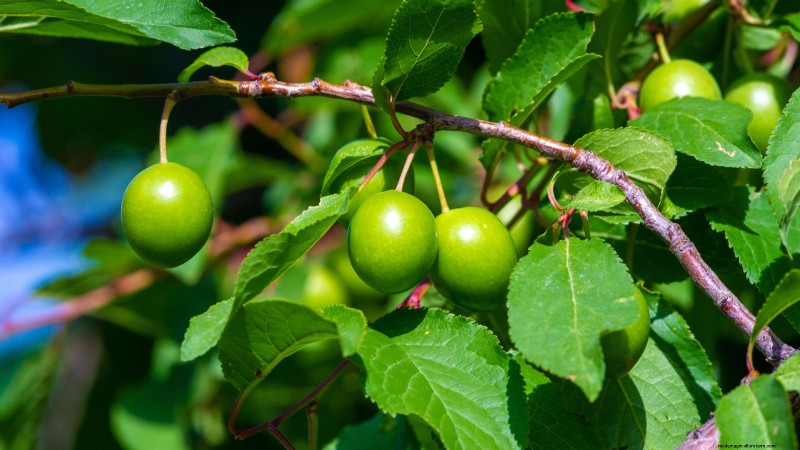 Professional Guide: Thinning Plum Trees in Five Simple Steps