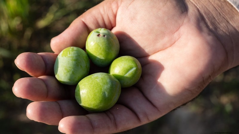 Professional Guide: Thinning Plum Trees in Five Simple Steps