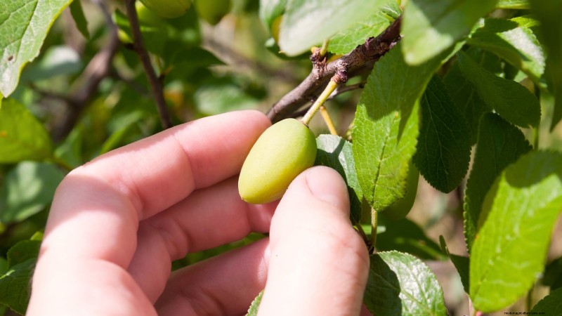 Professional Guide: Thinning Plum Trees in Five Simple Steps