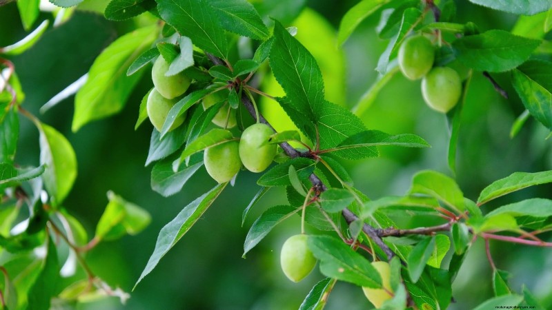 Professional Guide: Thinning Plum Trees in Five Simple Steps