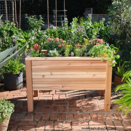 9 Expert Tips for Thriving Rhubarb in Pots and Containers