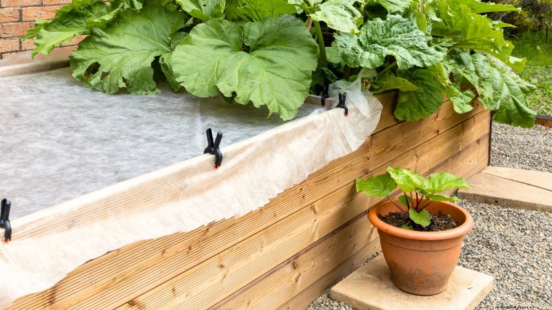 9 Expert Tips for Thriving Rhubarb in Pots and Containers