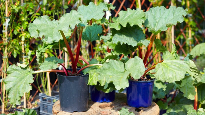 9 Expert Tips for Thriving Rhubarb in Pots and Containers