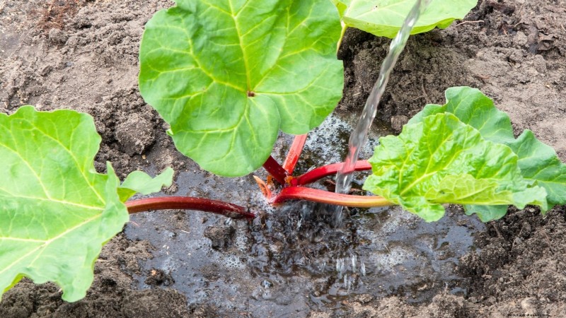 9 Expert Tips for Thriving Rhubarb in Pots and Containers