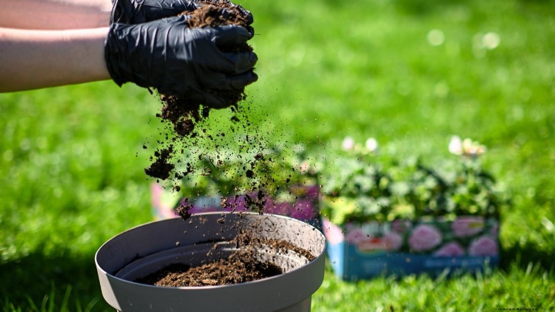 9 Expert Tips for Thriving Rhubarb in Pots and Containers