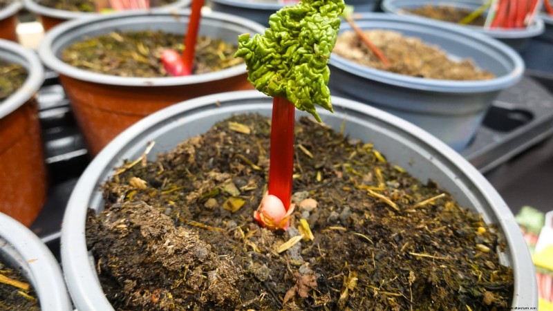 9 Expert Tips for Thriving Rhubarb in Pots and Containers