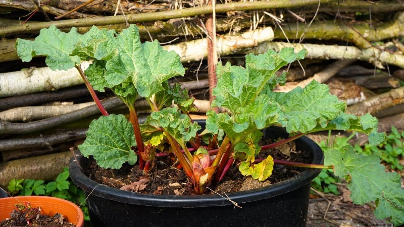 9 Expert Tips for Thriving Rhubarb in Pots and Containers