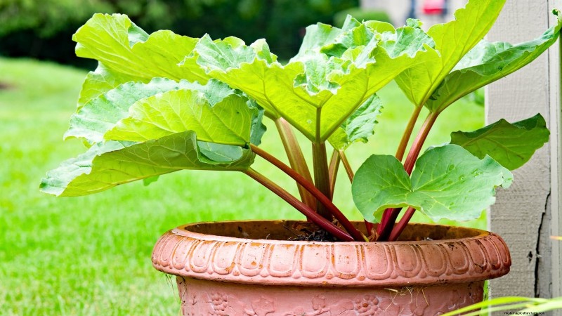 9 Expert Tips for Thriving Rhubarb in Pots and Containers