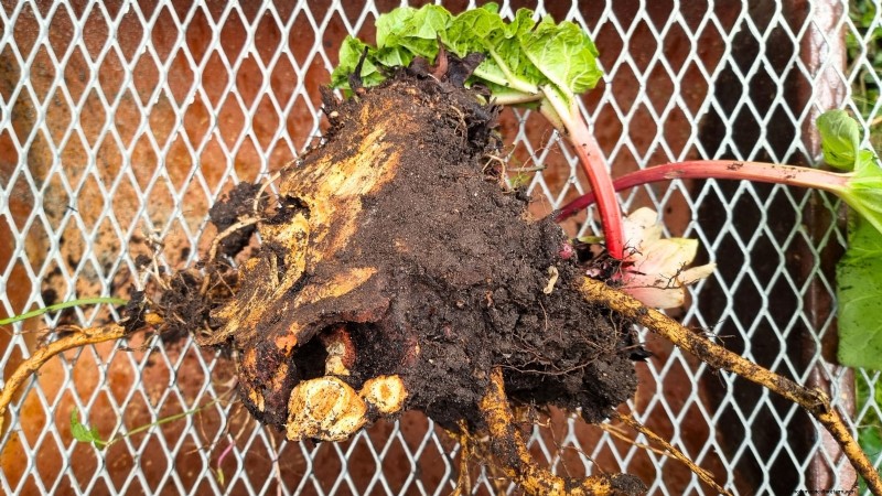 9 Expert Tips for Thriving Rhubarb in Pots and Containers