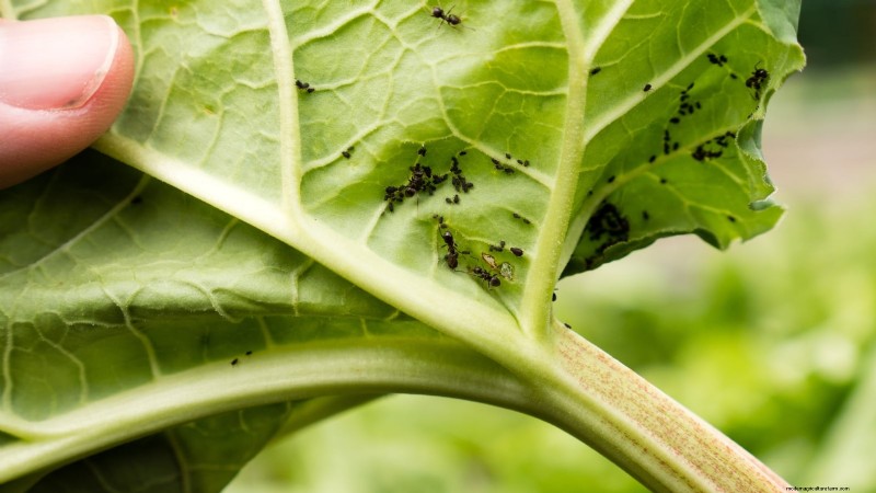 9 Expert Tips for Thriving Rhubarb in Pots and Containers
