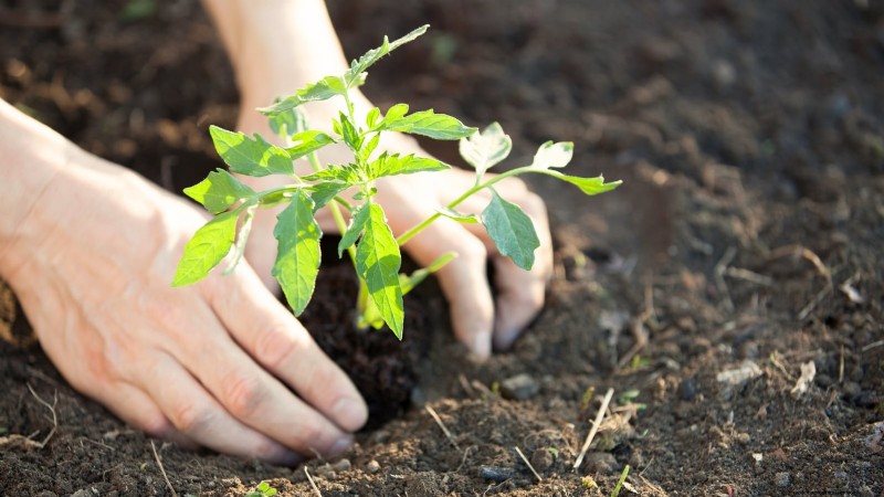 How to Rescue Tomatoes Planted Too Early: Expert Tips for a Successful Harvest
