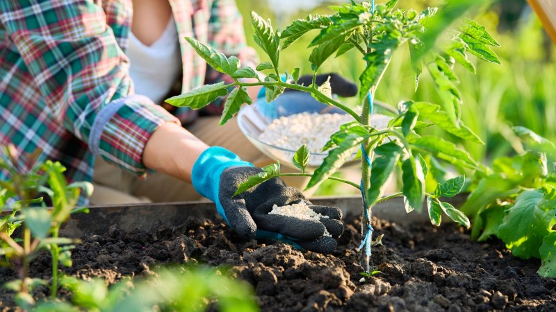How to Rescue Tomatoes Planted Too Early: Expert Tips for a Successful Harvest