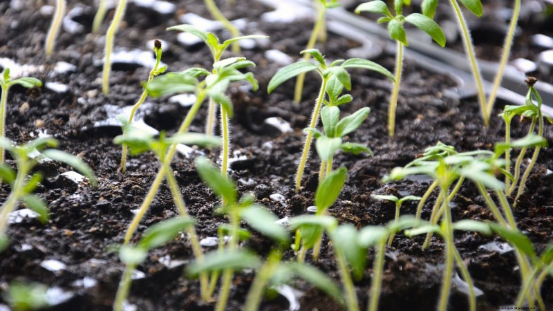 How to Rescue Tomatoes Planted Too Early: Expert Tips for a Successful Harvest