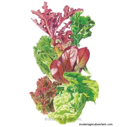 Must‑Know 11 Vegetables That Thrive in Hanging Baskets