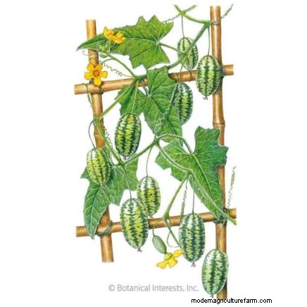 Must‑Know 11 Vegetables That Thrive in Hanging Baskets