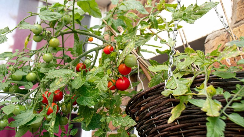 Must‑Know 11 Vegetables That Thrive in Hanging Baskets