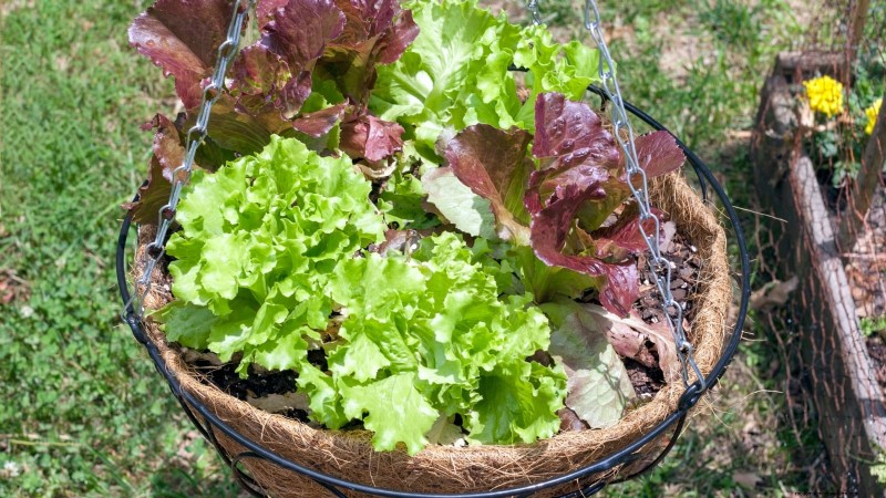 Must‑Know 11 Vegetables That Thrive in Hanging Baskets