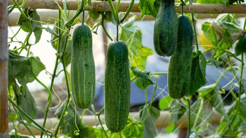 Must‑Know 11 Vegetables That Thrive in Hanging Baskets