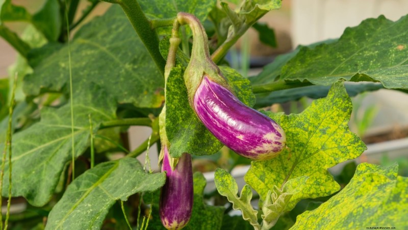 Must‑Know 11 Vegetables That Thrive in Hanging Baskets