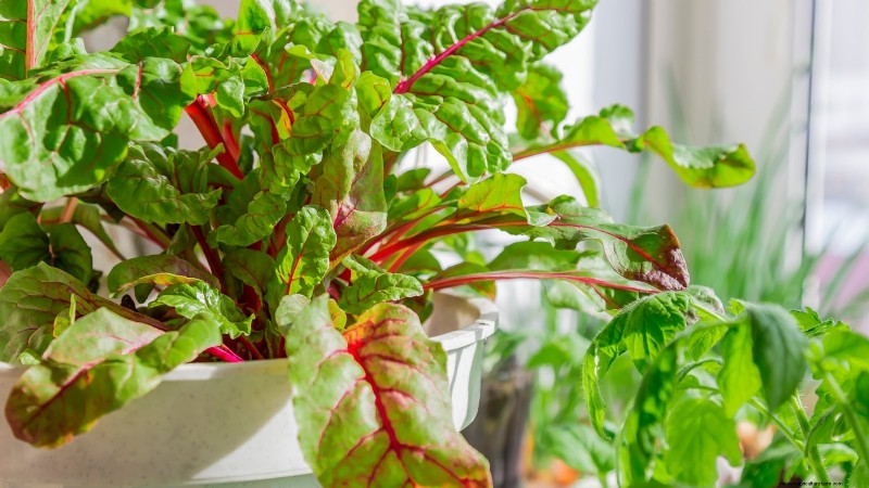 Must‑Know 11 Vegetables That Thrive in Hanging Baskets