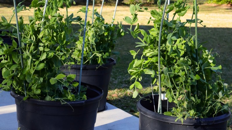 Must‑Know 11 Vegetables That Thrive in Hanging Baskets