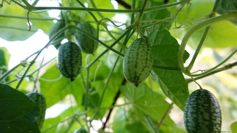Must‑Know 11 Vegetables That Thrive in Hanging Baskets