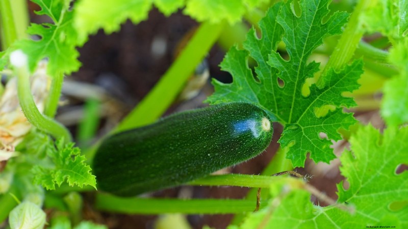 Must‑Know 11 Vegetables That Thrive in Hanging Baskets