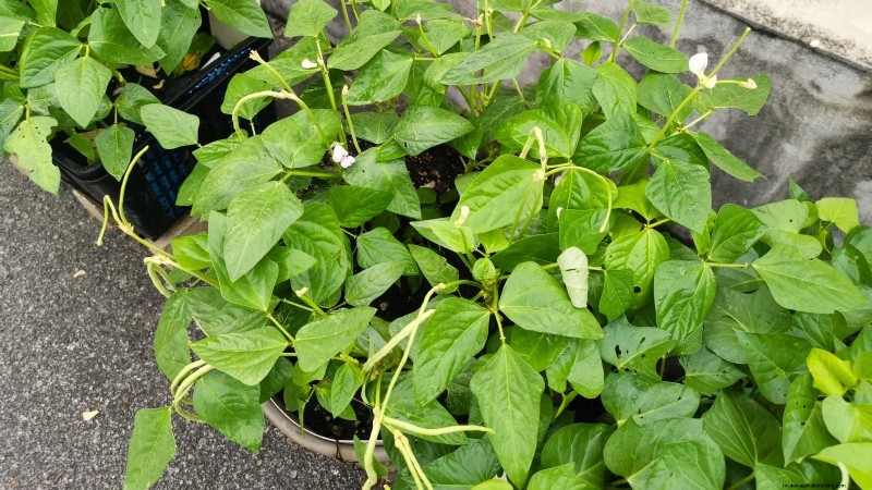 Must‑Know 11 Vegetables That Thrive in Hanging Baskets