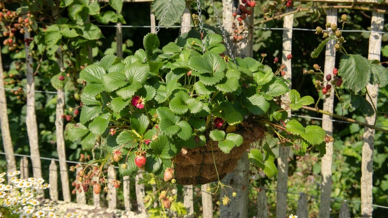 Must‑Know 11 Vegetables That Thrive in Hanging Baskets