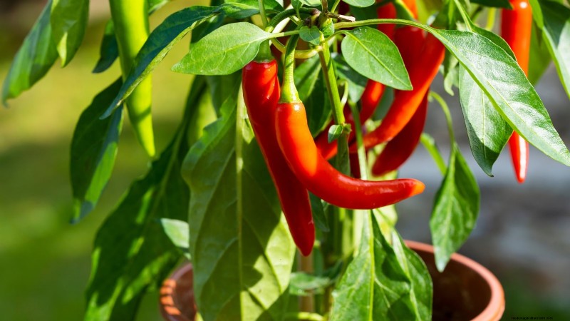 Must‑Know 11 Vegetables That Thrive in Hanging Baskets