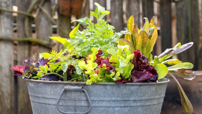 Container‑Friendly Vegetable Pairings: 9 Proven Combinations for Maximized Yield