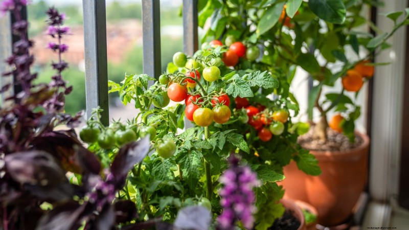 Container‑Friendly Vegetable Pairings: 9 Proven Combinations for Maximized Yield