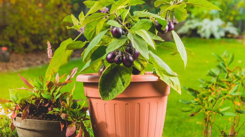 Container‑Friendly Vegetable Pairings: 9 Proven Combinations for Maximized Yield