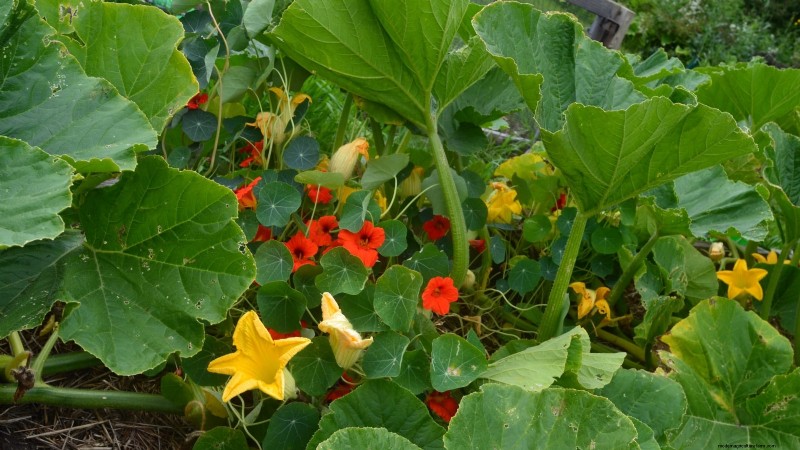 Container‑Friendly Vegetable Pairings: 9 Proven Combinations for Maximized Yield